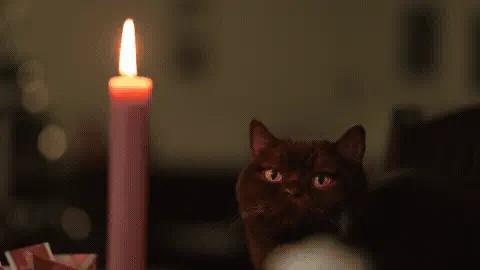 Happy Birthday GIF Candles Template 137614 editable GIF template preview