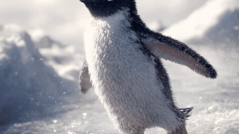 Funny Penguin Reaction GIF Template editable preview