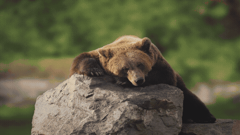 Good Morning GIF Nature Template 7598582 editable GIF template preview