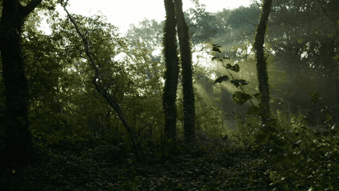 Good Morning GIF Template 189813 editable GIF template preview