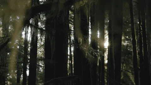 Good Morning GIF Sunlight Template 203449 editable GIF template preview