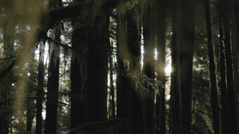 Good Morning GIF Sunlight Template 203449 editable GIF template preview