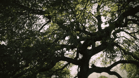 Good Morning GIF Sunlight Template 253423 editable GIF template preview