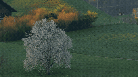 Good Morning GIF Sunlight Template 275396 editable GIF template preview