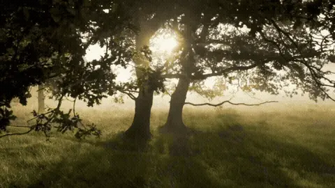 Good Morning GIF Sunlight Template 49981 editable GIF template preview