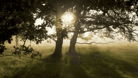 Good Morning GIF Sunlight Template 49981 editable GIF template preview