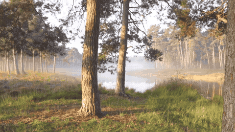 Good Morning GIF Sunrise Template 50746 editable GIF template preview