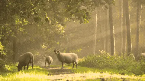 Good Morning GIF Sunrise Template 57647 editable GIF template preview