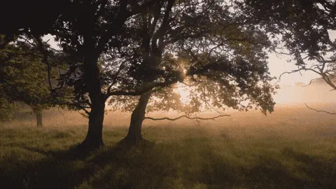 Good Morning GIF Sunrise Template 57803 editable GIF template preview