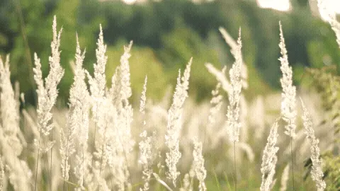 Good Morning GIF Sunlight Template 6155 editable GIF template preview