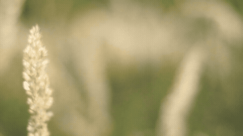 Good Morning GIF Sunlight Template 6157 editable GIF template preview