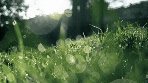 Good Morning GIF Template 66810 editable GIF template preview